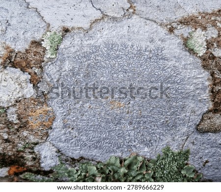 An incredible macro of Graphis scripta, the 
