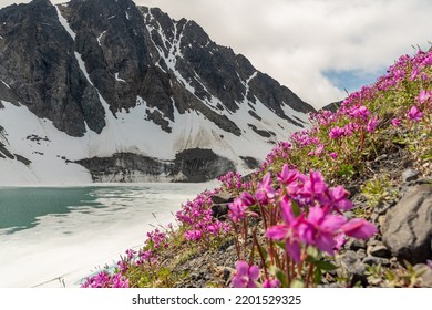 Incredible Mountain Views In Alpine Lake Area With Bright Pink, Purple Flowers. Taken In Yukon Territory, Canada. 