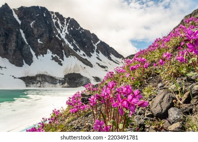 Incredible Mountain Views In Alpine Lake Area With Bright Pink, Purple Flowers. Taken In Yukon Territory, Canada. 