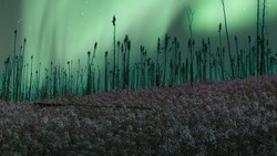 Incredible Northern Lights, Aurora Borealis Seen Over A Field Of Fireweed Flowers In Yukon Territory, Northern Canada.