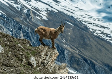 Incredible photo of an alpine ibex or wild mountain goat standing at the edge of a cliff, against snowy alpine slopes, scenic view of female ibex in its habitat. (Capra ibex, Italy). - Powered by Shutterstock