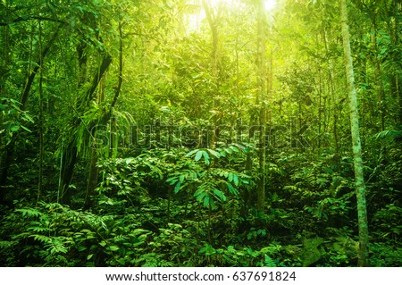 Incredible tropical green forest view with sun flare in morning.