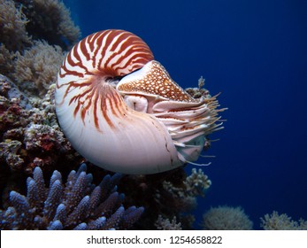 26,515 Nautilus Stock Photos, Images & Photography | Shutterstock