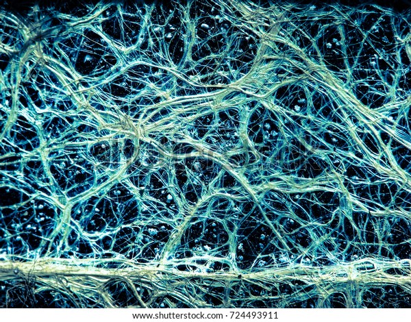 Incredible vascular plant fine roots looking like\
a neural network