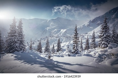 Incredible winter landscape with snowcapped pine trees under bright sunny light in frosty morning. Amazing nature scenery in winter mountain valley. Awesome natural Background. Soft light effect - Powered by Shutterstock