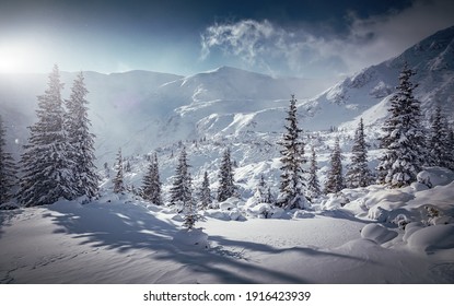 Incredible Winter Landscape With Snowcapped Pine Trees Under Bright Sunny Light In Frosty Morning. Amazing Nature Scenery In Winter Mountain Valley. Awesome Natural Background. Soft Light Effect