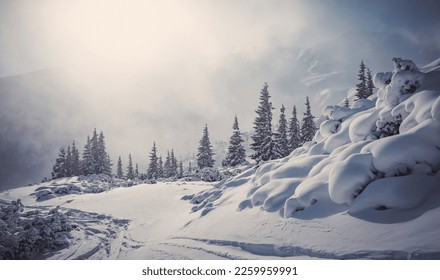 Incredible winter landscape with snowcapped pine trees under bright sunny light in frosty morning. Amazing nature scenery in winter mountain valley. Awesome natural Background. Soft light effect - Powered by Shutterstock