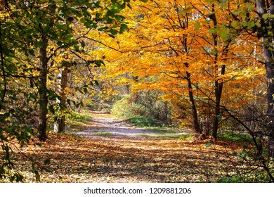 incredibly beautiful autumn forest landscape