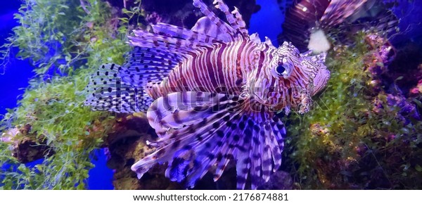 incredibly\
beautiful fish, inhabitant of the deep sea, Zebra lionfish, zebra\
fish, striped lionfish, species of ray-finned fish, scorpion\
family, beautiful bottom, corals,\
reef