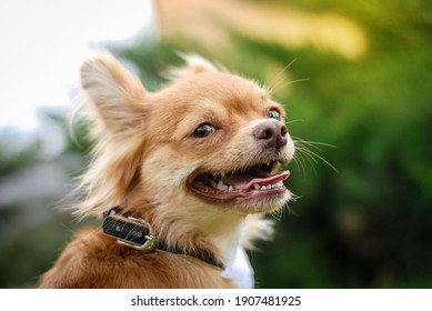 小さい犬 の画像 写真素材 ベクター画像 Shutterstock