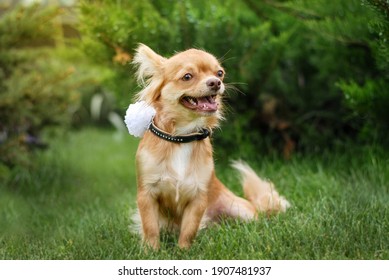 小さい犬 の画像 写真素材 ベクター画像 Shutterstock