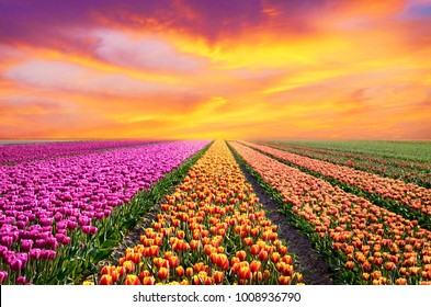 Incredibly beautiful spring landscape with rows of tulips in the holland at sunrise