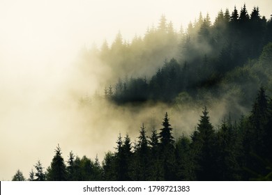 Incredibly beautiful sunrise in the mountains. Coniferous trees in the fog and the rays of the sun through the foggy forest. - Powered by Shutterstock