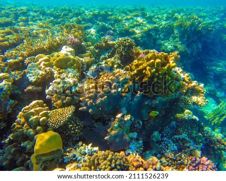 incredibly beautiful and unusual natural forms and colors of a living coral reef, its inhabitants and colorful fish in the red sea in egypt, sahl hashish