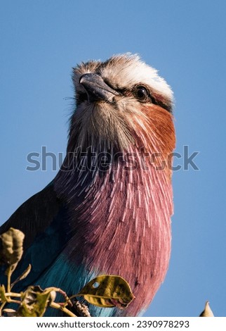 Incredibly detailed looking Lilac Breasted Roller. Shot at 200mm on 2.8 