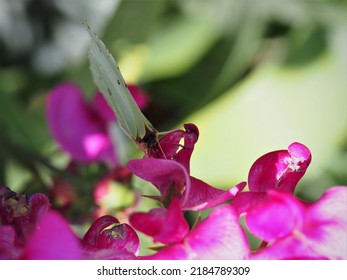 An Incredibly Detailed Picture Of A Butterfly On A Flower Pt.2