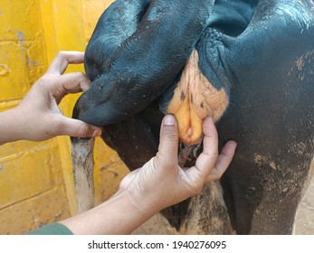 Incteric Vaginal Mucous Membrane In Cow