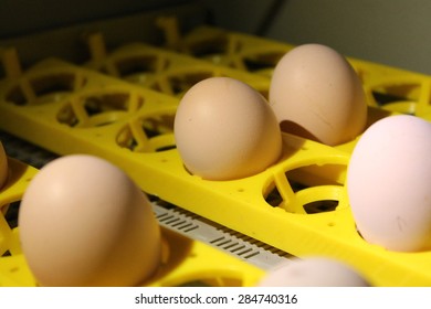 Incubator with Chicken Eggs