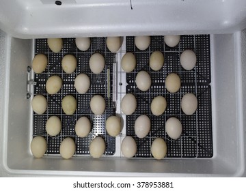 duck incubator homemade