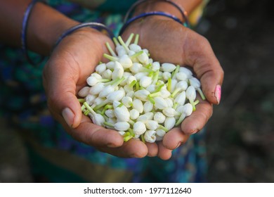 Indain Woman Holding A Bunch Of Jasmine Flowers