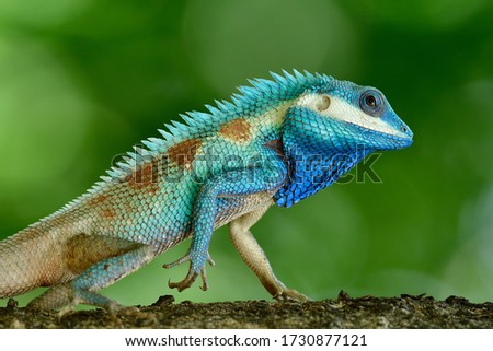 Ind-chinese forest blue lizard in close up with sharp detais of its scales
