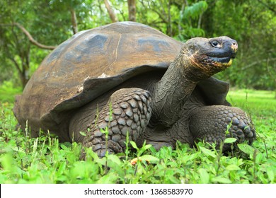 18 Indefatigable Island Giant Tortoise Images, Stock Photos & Vectors ...