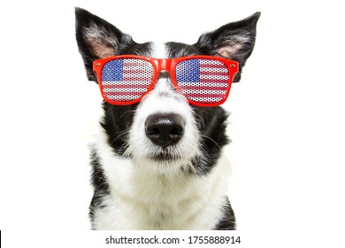 Independence Day 4th Of July Border Collie Dog. Isolated On White Background.