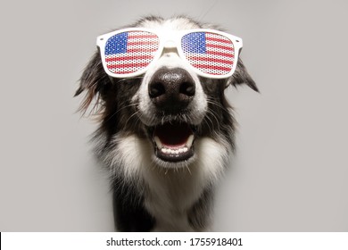 Independence Day 4th Of July Border Collie Dog. Isolated On Gray Background.