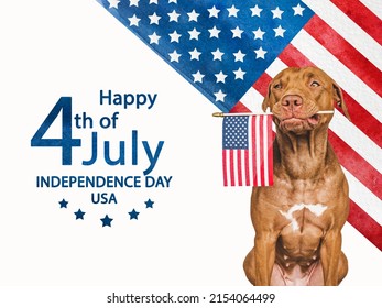 Independence Day. Adorable, pretty brown puppy and American Flag. Closeup, indoors. Studio shot. Congratulations for family, loved ones, friends and colleagues. Pets care concept