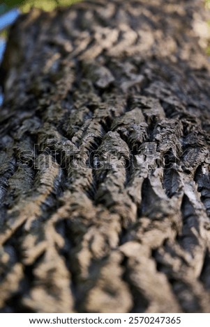Similar – Image, Stock Photo Tree bark is examined for pests