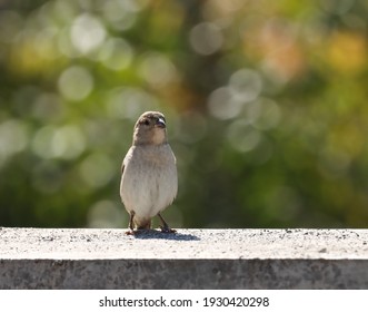 India, 1 March, 2021 :House sparrow bird standing on wall, natural background. Green background. - Shutterstock ID 1930420298