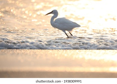 India, 10 November, 2020 : An egret on the beach, heron, Egret, Seabird, water bird.