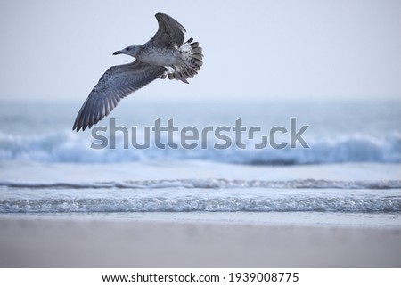 India, 11 November, 2020 : Seagull, Seabird, water bird, Gull,Flying bird.