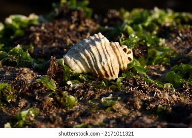 57,167 Seashell wallpaper Images, Stock Photos & Vectors | Shutterstock