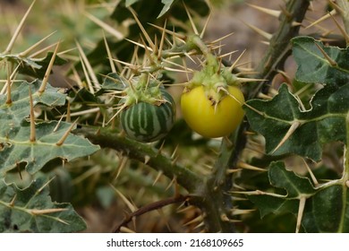India, 14 June, 2022 : Closeup of Solanum virginianum. Kantakari. Indian nightshade. Yellow fruit nightshade. Thai green eggplant. Thai striped eggplant.