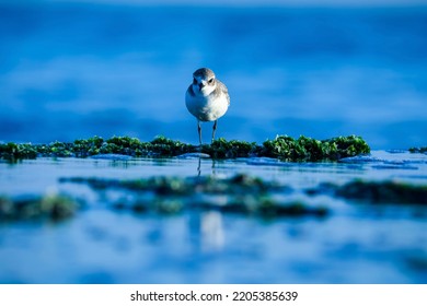 India, 15 December, 2021 : Beautiful White Grey Plover Bird Standing On Ocean Water In Blue Colour Nature Background, Beautiful Migratory Bird On Beach Natural Wallpaper, Beautiful Bird In Nature.