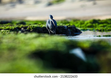 India, 15 December, 2021 : Western reef heron, A heron, An egret, wading bird, waterfowl, Beach bird.