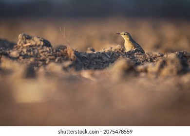 India, 17 December, 2021 : A Paddyfield pipit, Oriental pipit, A pipit, passerine bird, Paddyfield pipit on farm, Anthus rufulus, 