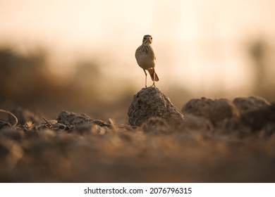India, 18 December, 2020 : A Paddyfield pipit, A pipit on the farm, Oriental pipit, passerine bird, Anthus rufulus, Dry area bird, Ground bird.