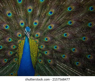 India, 18 May, 2022 : Indian peafowl, common peafowl, Blue peafowl, Pavo cristatus, Peacock.