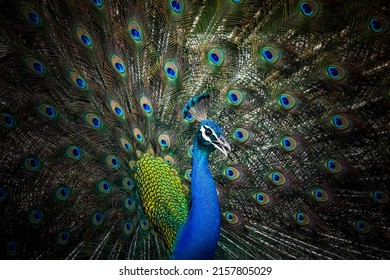 India, 18 May, 2022 : Indian peafowl, common peafowl, blue peafowl, Pavo cristatus, Peacock.