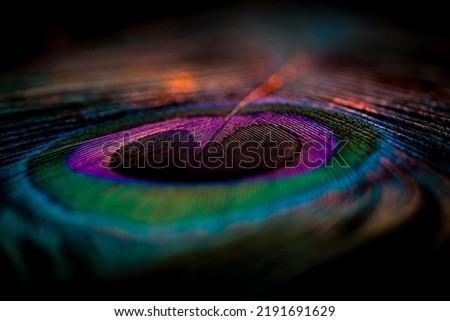 India, 20 February, 2021 : Peacock feather, Peafowl feather, bird feather, Colorful feather, abstract background, colors background, nature background, Beautiful background, colors, abstract, bokeh.
