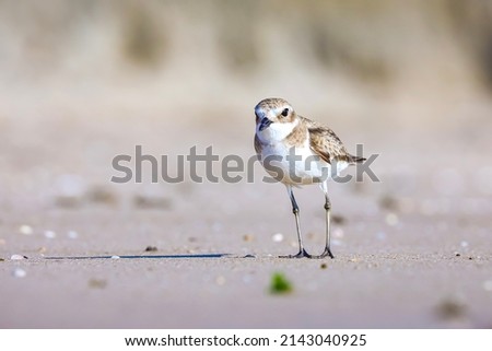 India, 22 December, 2021 : Lesser sand plover, A plover bird, A small wader, Charadrius mongolus, Aquatic bird, Bird, Birds.