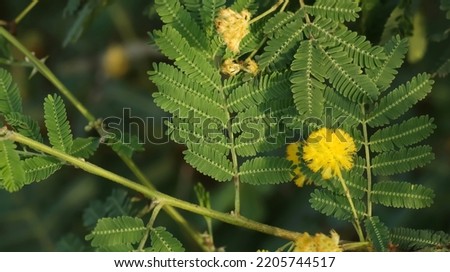 India, 22 September, 2022 : Gum arabic tree branch in the garden, in nature. Herbal plant. Thorn mimosa. Thorny acacia. Vachellia nilotica. Acacia nilotica.