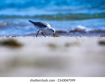 India, 24 December, 2021 : Sanderling, A small wading bird, Calidris alba, Waterside bird, waterbird.
