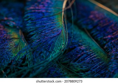 India, 24 February, 2021 : Peacock feather, Peafowl feather, Bird feather, Close up of peacock feather, Background.