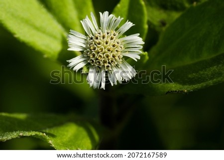 India, 24 September, 2021 : Eclipta prostrata. False daisy. Eclipta alba. Karisalankanni. yerba de tago.