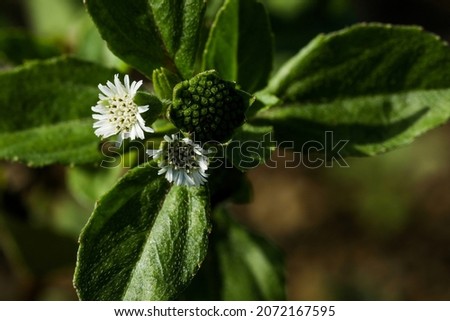 India, 24 September, 2021 : Eclipta prostrata. False daisy. Eclipta alba. Karisalankanni. yerba de tago.
