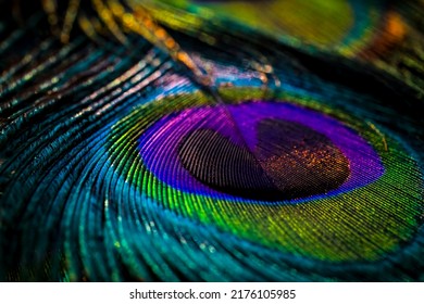 India, 26 February, 2021 : Peacock feather, Peafowl feather, Bird feather, Colorful feather, Background, textured, natural background, Macro photography, Closeup, Beautiful background, colors.