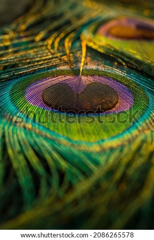 Similar – kiwi Rainbow Refraction